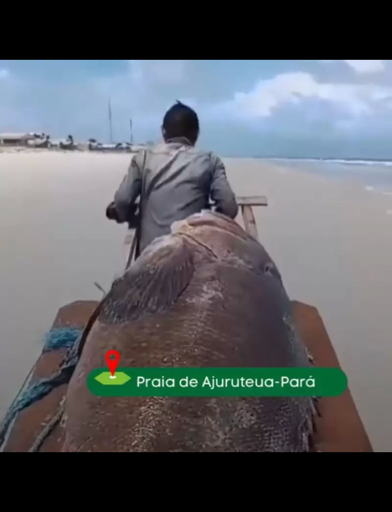 Encontrado na Praia de Ajuruteua: O Gigante Marinho, Peixe Mero, Surpreende Moradores Locais